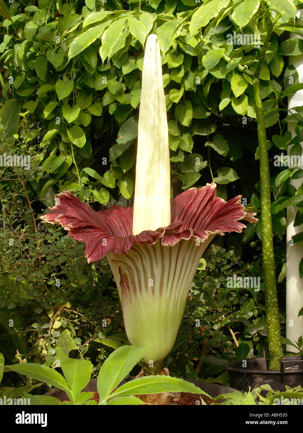 La Titan Arum Amorphophallus titanum Flor gigante Fotografía de stock -  Alamy