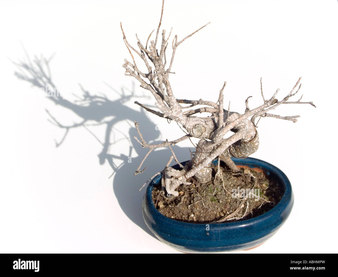 Snag bonsai seco sobre un fondo blanco. Foto de stock