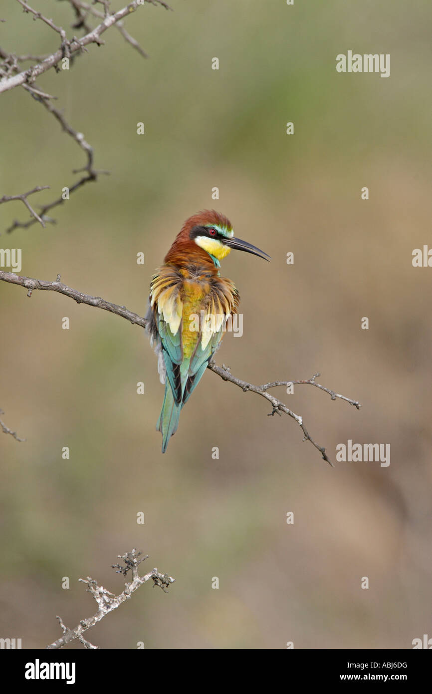 Unión Bee-Eater Foto de stock