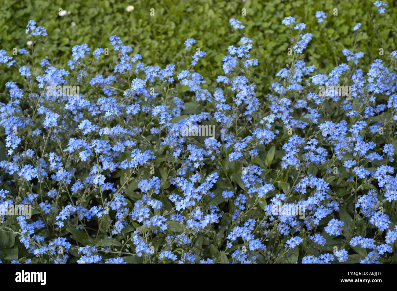 Flores azules del estado de Alaska no me olvides campo planta planta  Boraginaceae Myosotis arvensis Fotografía de stock - Alamy