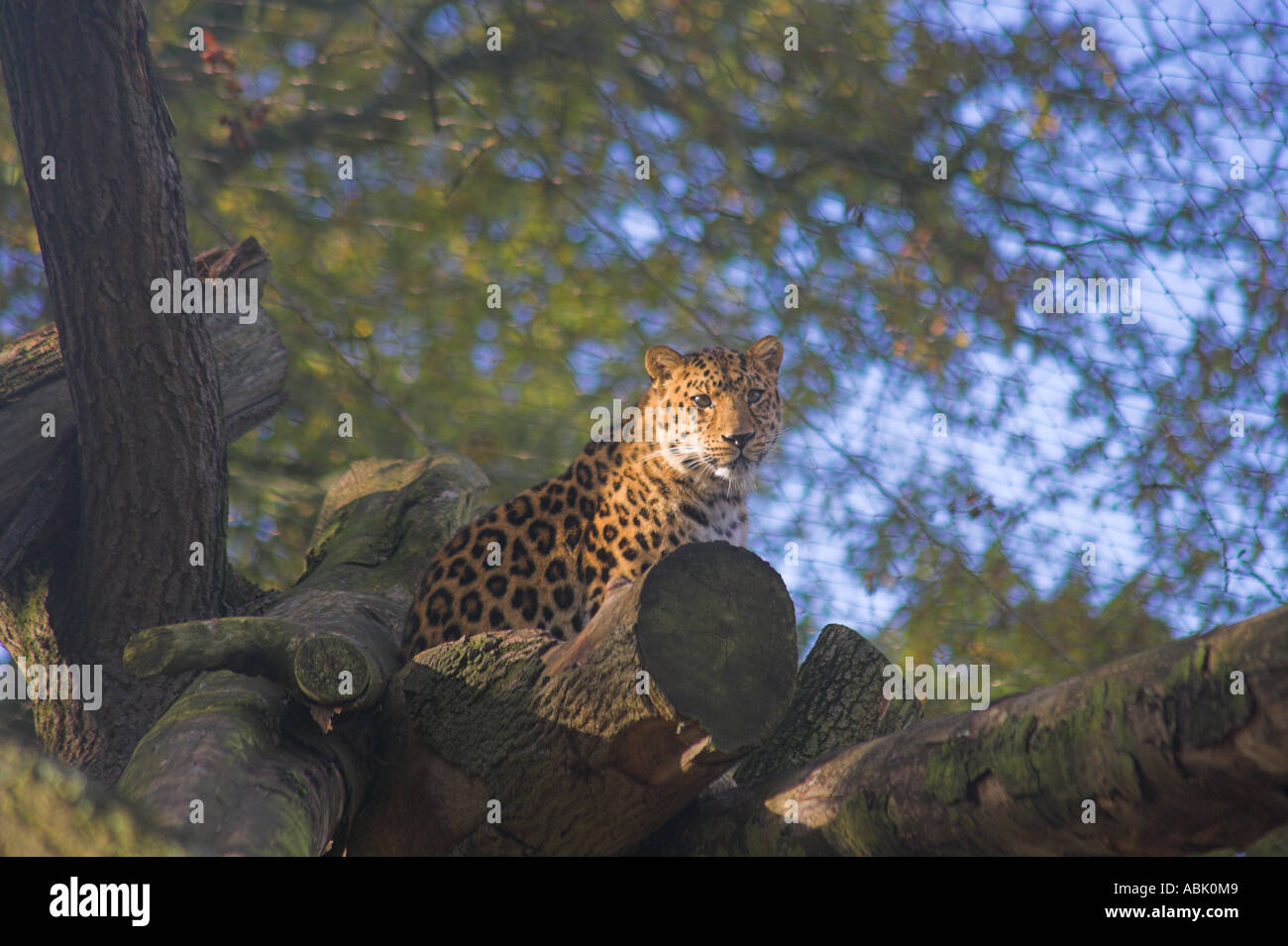 Amur el leopardo (Panthera pardus orientalis ) observando desde la percha de madera Foto de stock