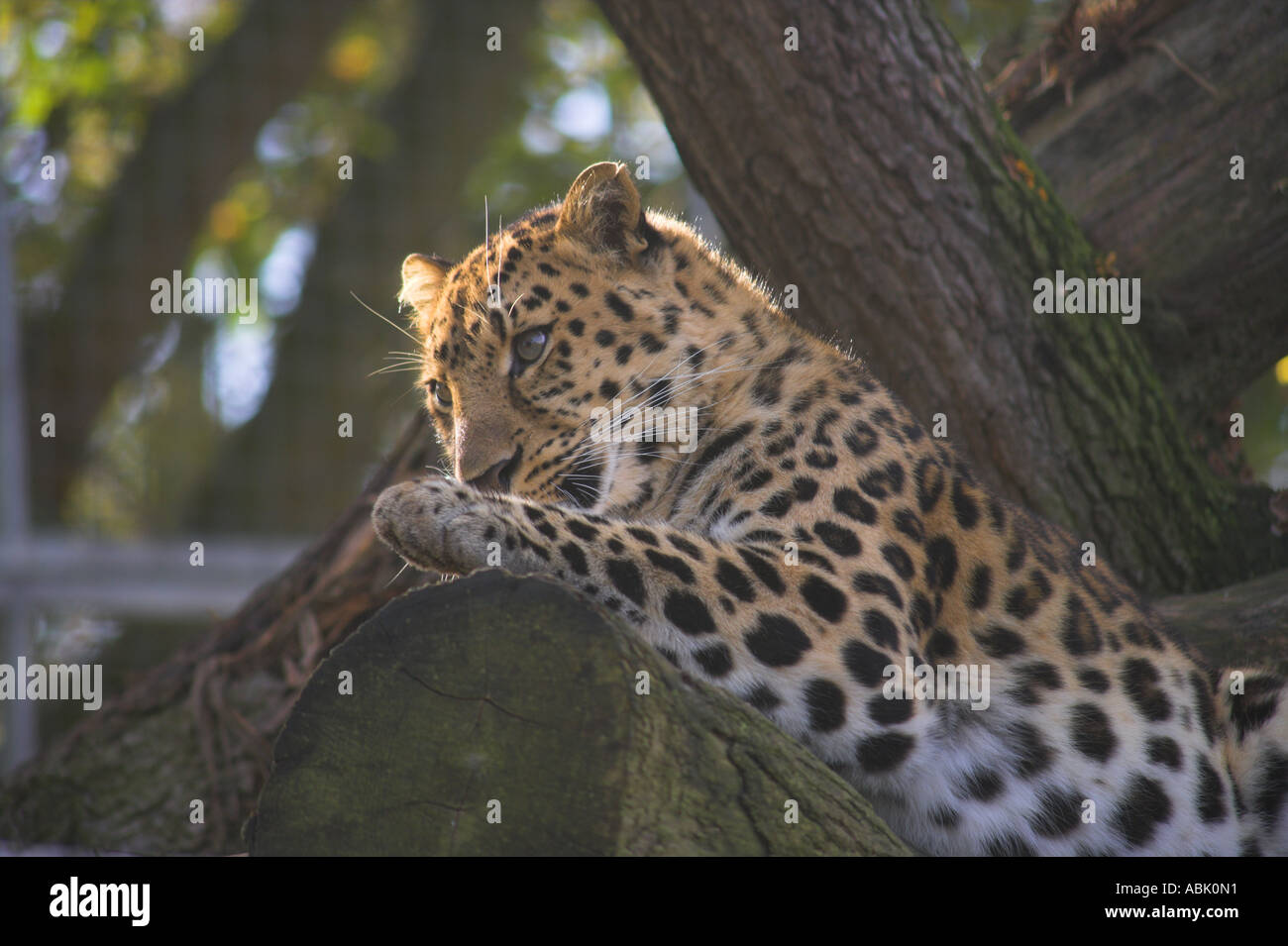 Aitkin el leopardo Amur lamiendo sus patas Foto de stock