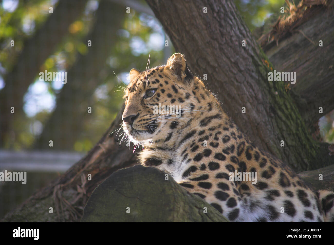 La pantera o leopardo Amur busca en su Trono majestuoso árbol Foto de stock