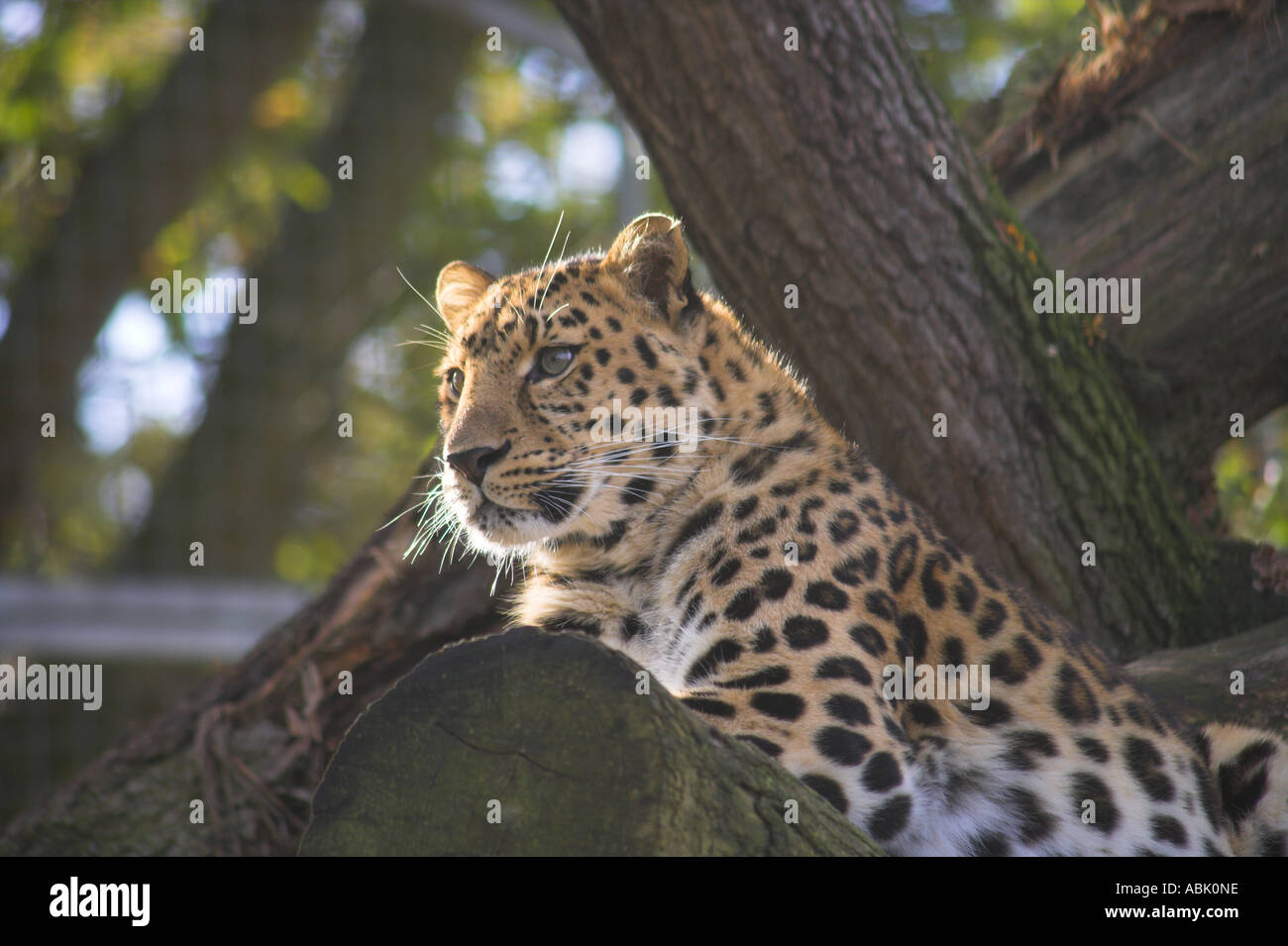 La pantera o leopardo Amur mirando fijamente desde su árbol Foto de stock