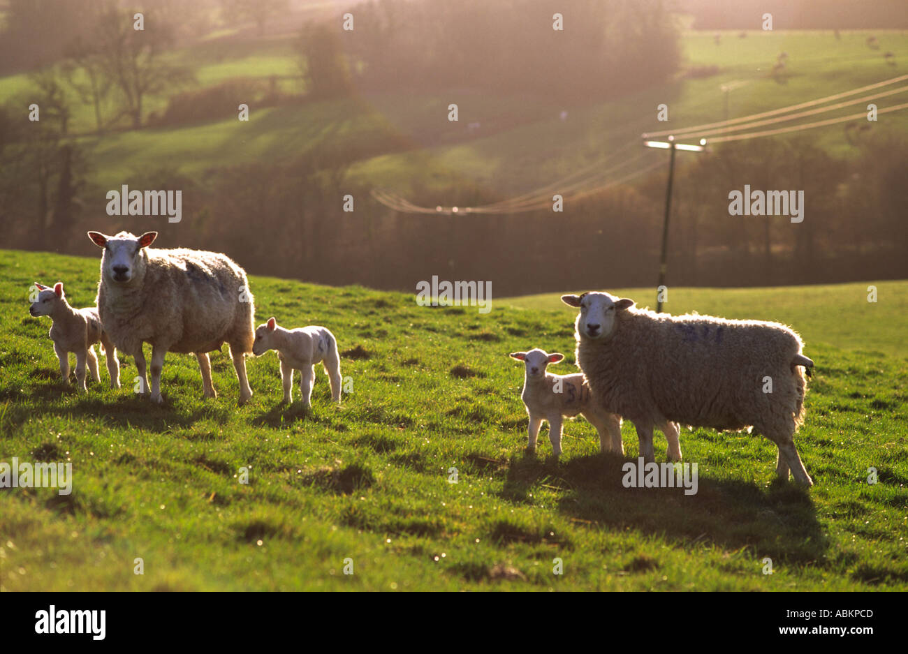 Las ovejas y corderos de primavera se situó en un campo y retroiluminada por la puesta de sol en el condado de Dorset, Inglaterra Foto de stock