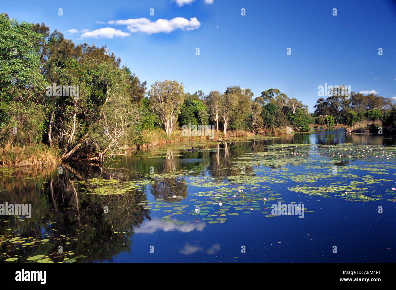 Los humedales de Baldwin Swamp están en el corazón de parques en la ciudad australiana de Bundaberg Foto de stock