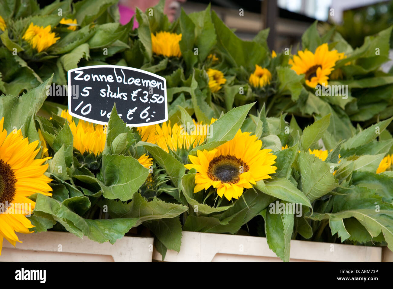 El girasol, el mercado de flores, Ámsterdam, Países Bajos Fotografía de  stock - Alamy