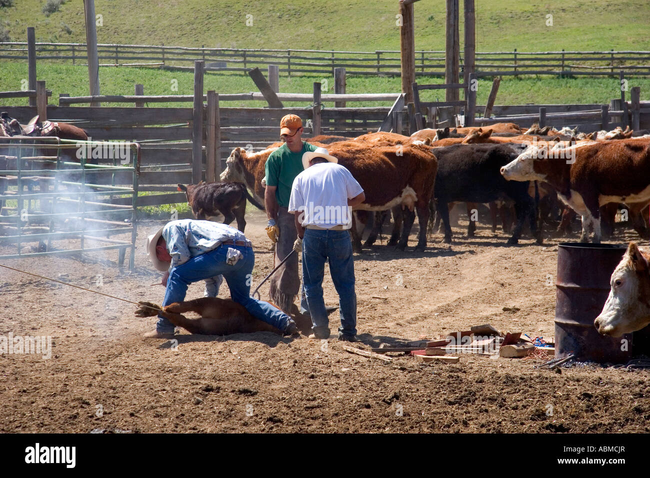 Cowboys branding ganado durante una ronda cerca de Emmett Idaho Foto de stock