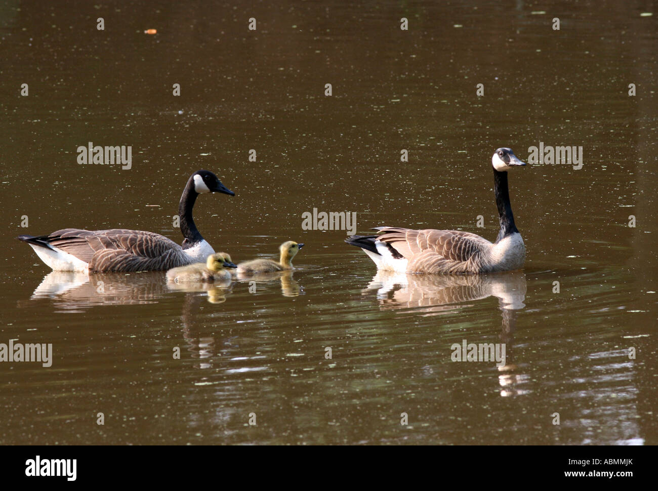 Dos gansos canadienses y sus padres goslings natación. Foto de stock