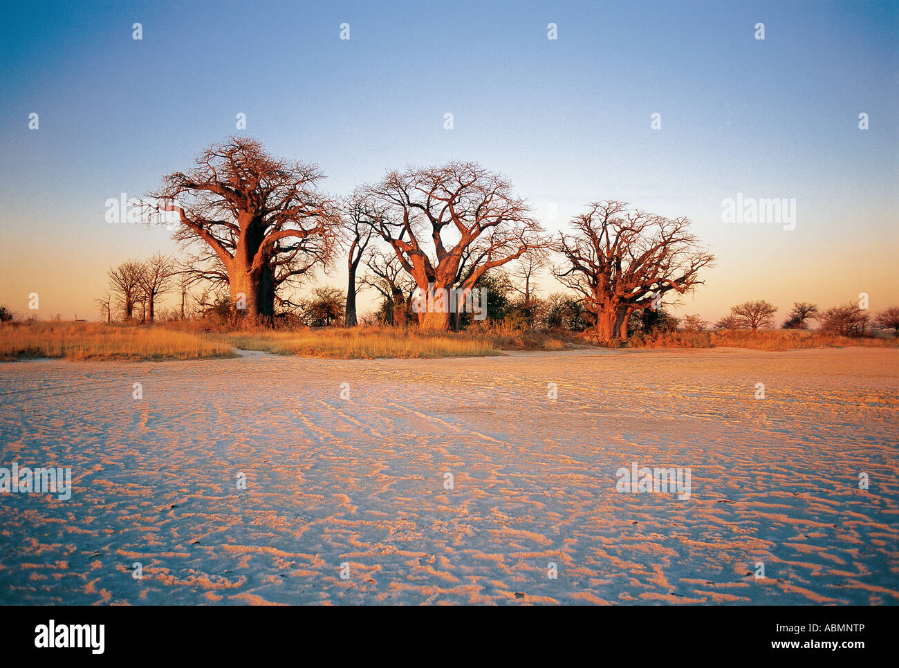 Baines Baobabs originalmente conocido como dormir Hermanas Nxai Pan Parque Nacional de Botswana Foto de stock