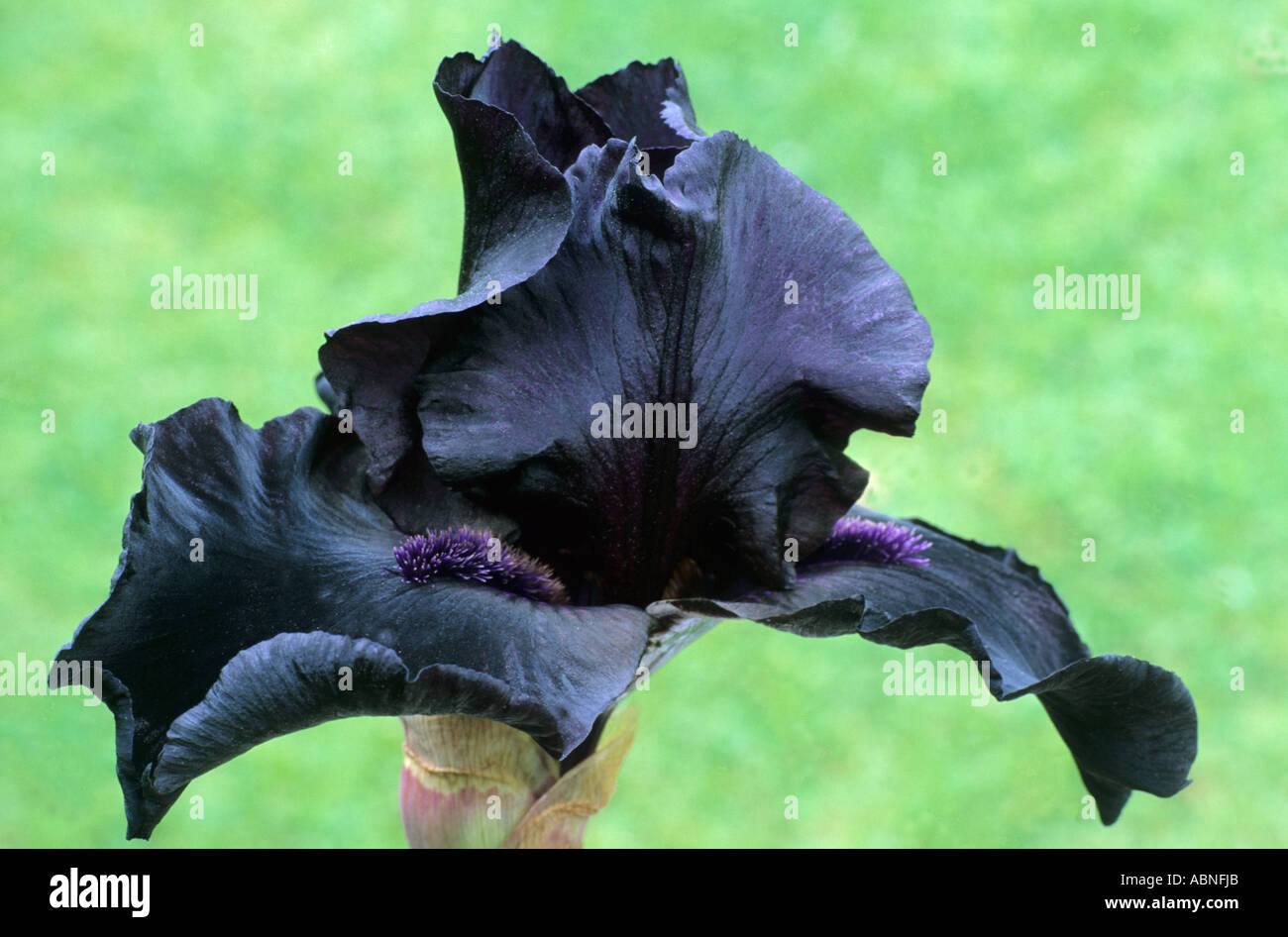 Flor de iris negro fotografías e imágenes de alta resolución - Alamy