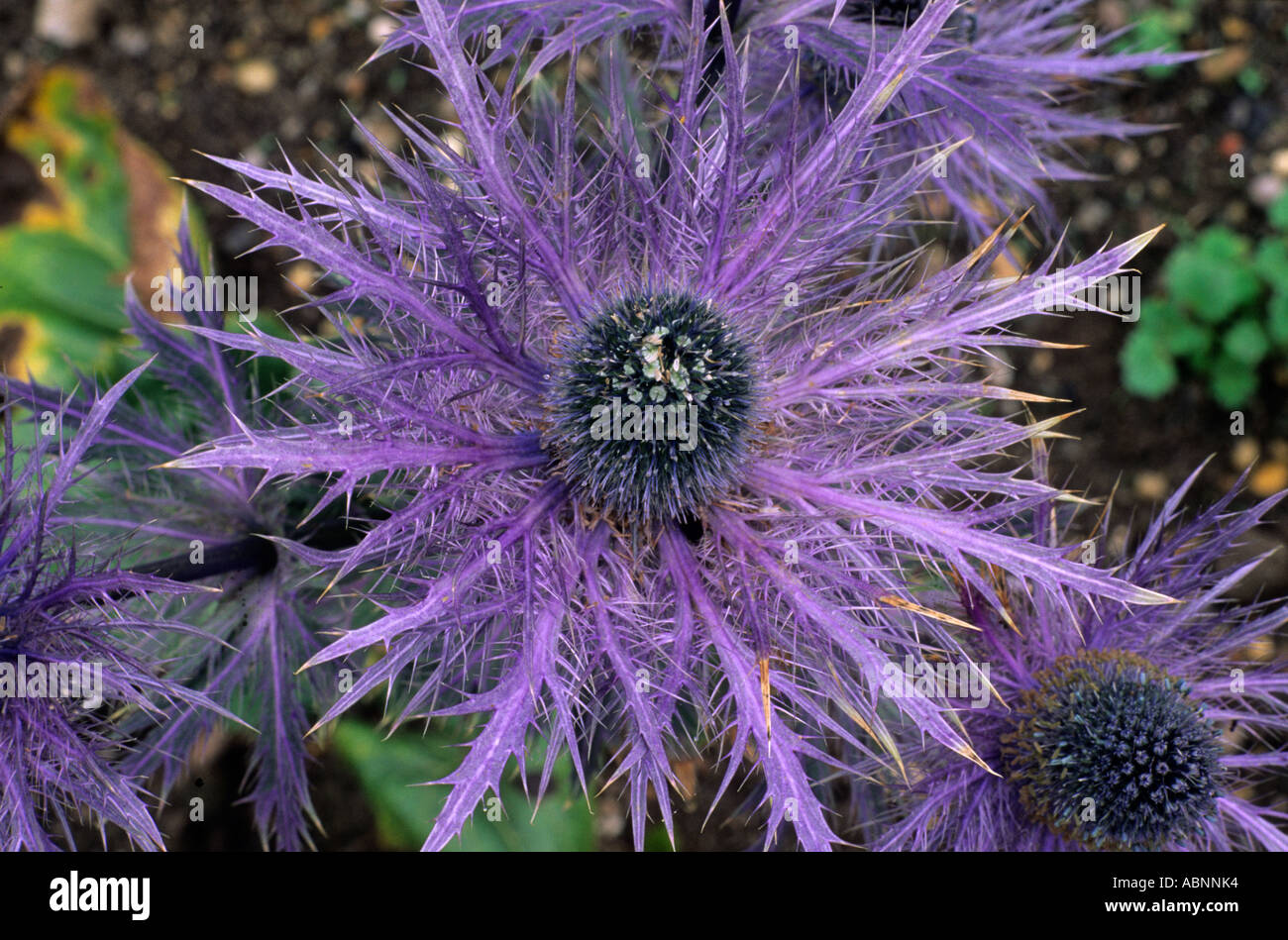 Eryngium x zabelii fotografías e imágenes de alta resolución Alamy