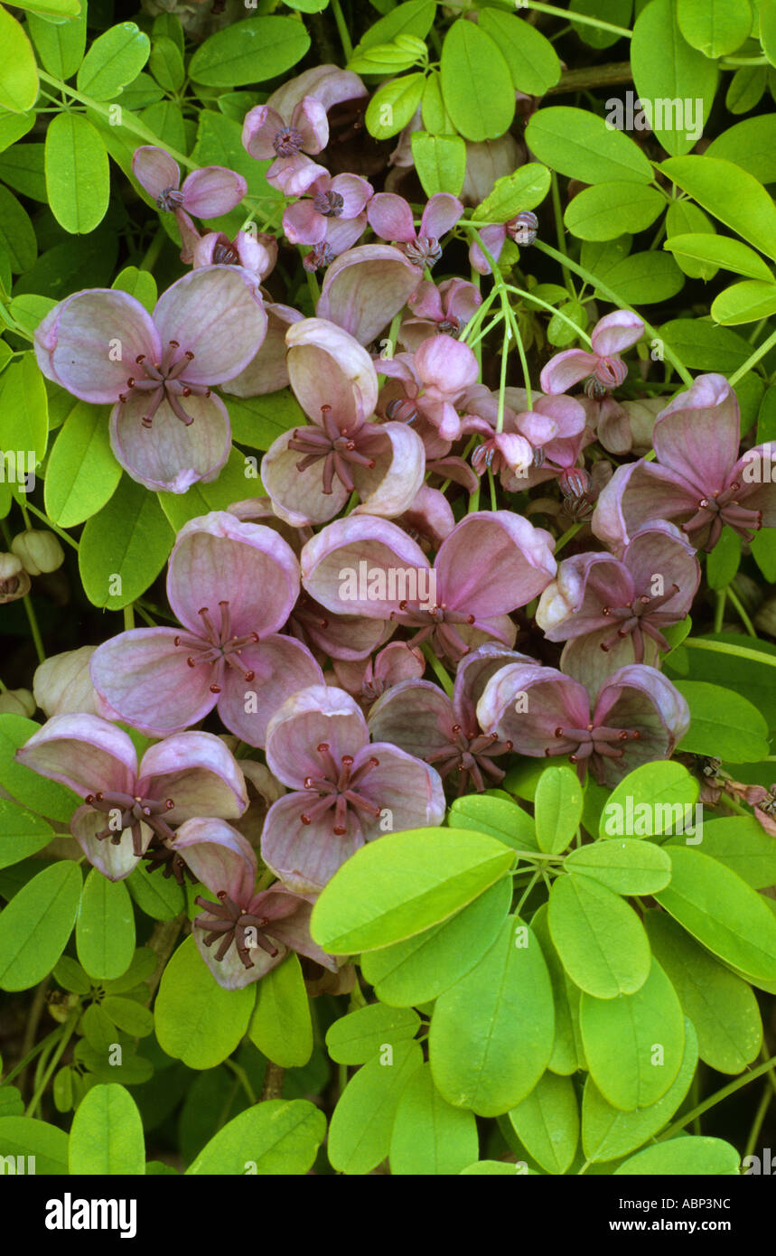 Akebia quinata, planta trepadora, de flores de color rosa púrpura, Chocolate akebias Vid Foto de stock
