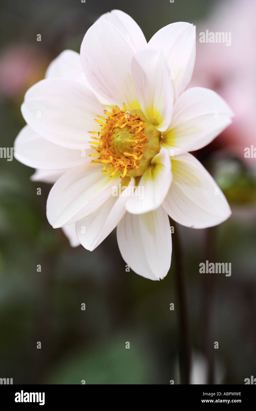 Solo Dalia blanca flor en flor Foto de stock