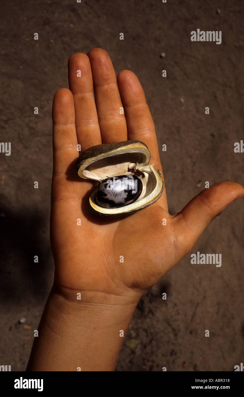 Belterra, Estado de Pará, Brasil. La Hevea brasilensis - árbol de caucho -  semillas en una mano; la perla de la Amazonía Fotografía de stock - Alamy