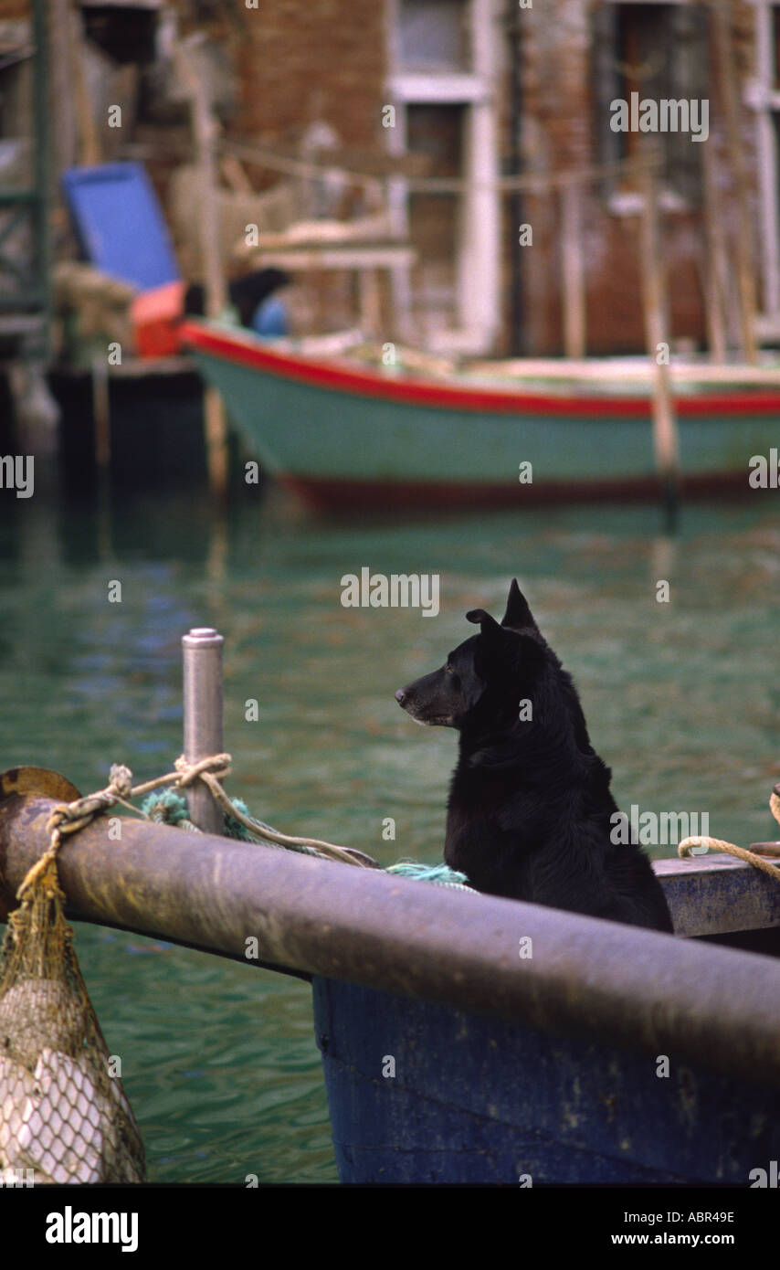 Perro de trabajo Venecia Intrus. Foto de stock