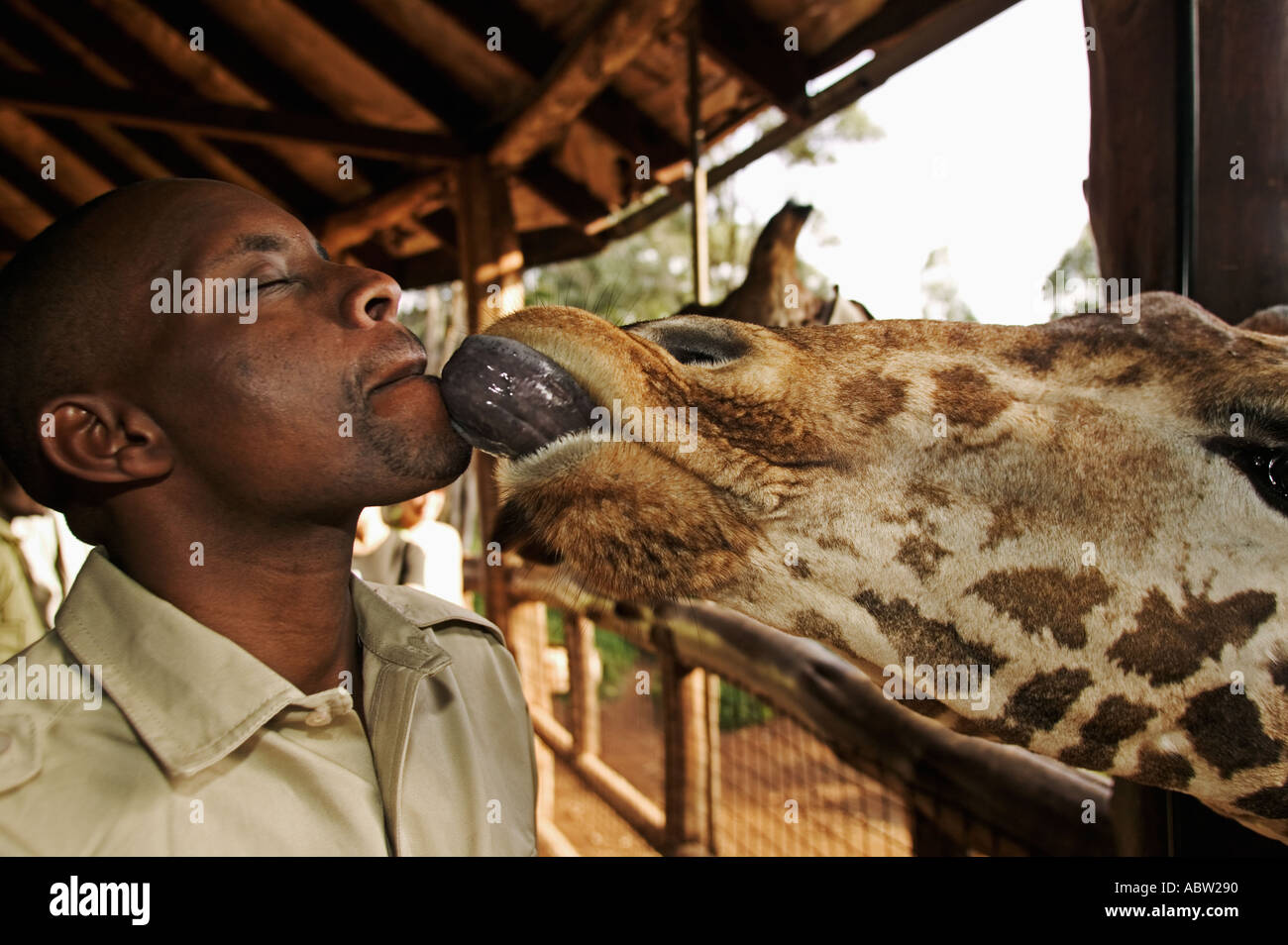 Rothschild Jirafa Giraffa camelopardalis rothschildi con guía Giraffe Center Nairobi Kenya Foto de stock