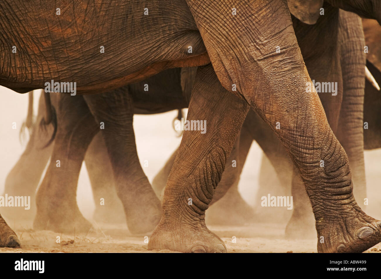 Elefante Africano Loxodonta africana rebaño en el mover el Parque Nacional Amboseli Kenia Dist el África subsahariana Foto de stock