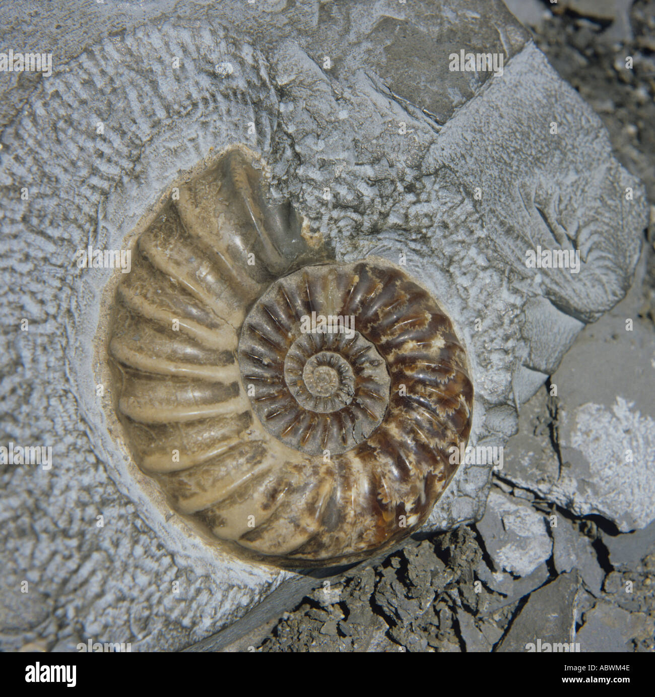 Fósiles de ammonites del Jurásico en esquistos Charmouth Dorset Dorset, Gran Bretaña Foto de stock