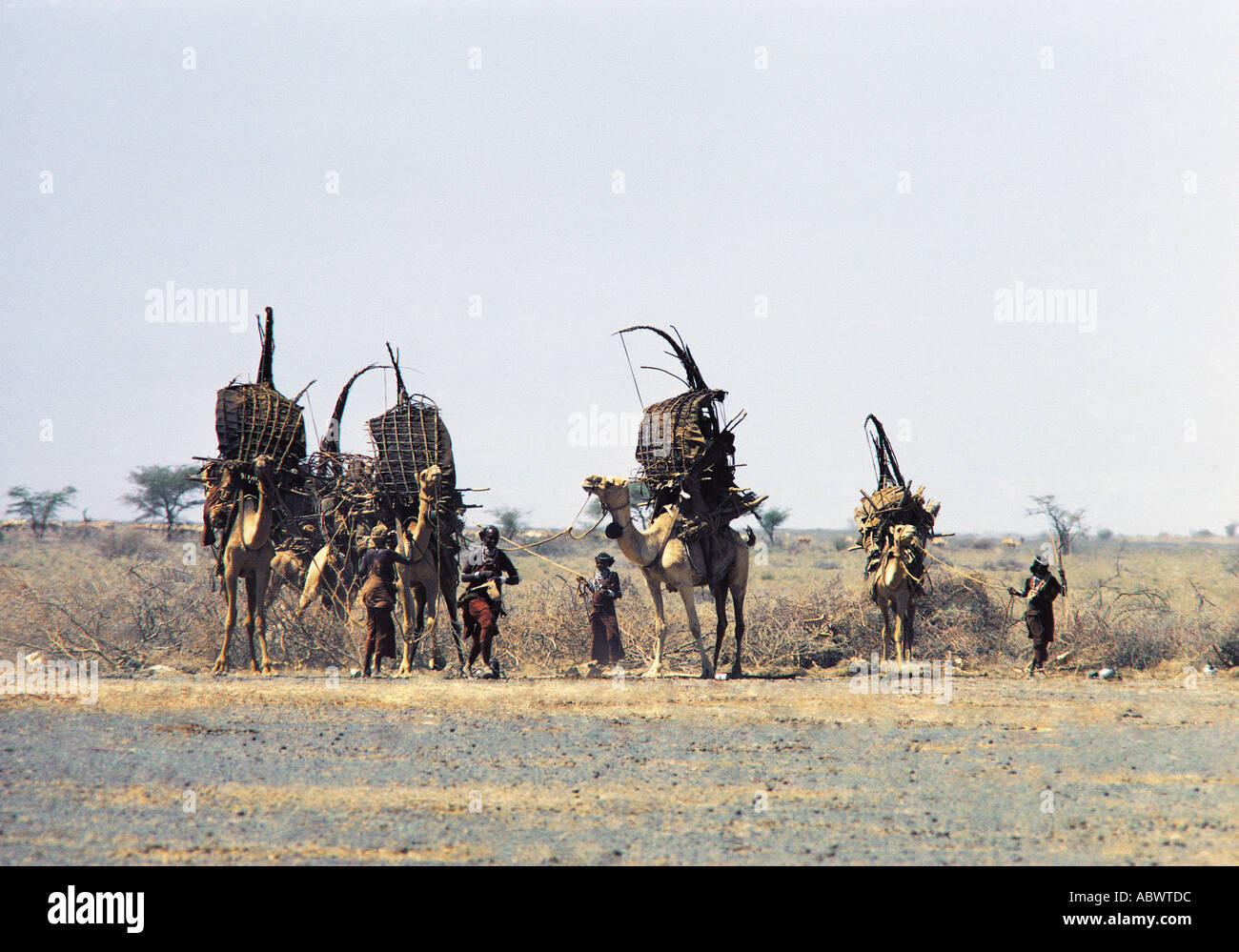 Las mujeres Gabbra cargando camellos con sus pertenencias antes de migrar a una nueva área Foto de stock