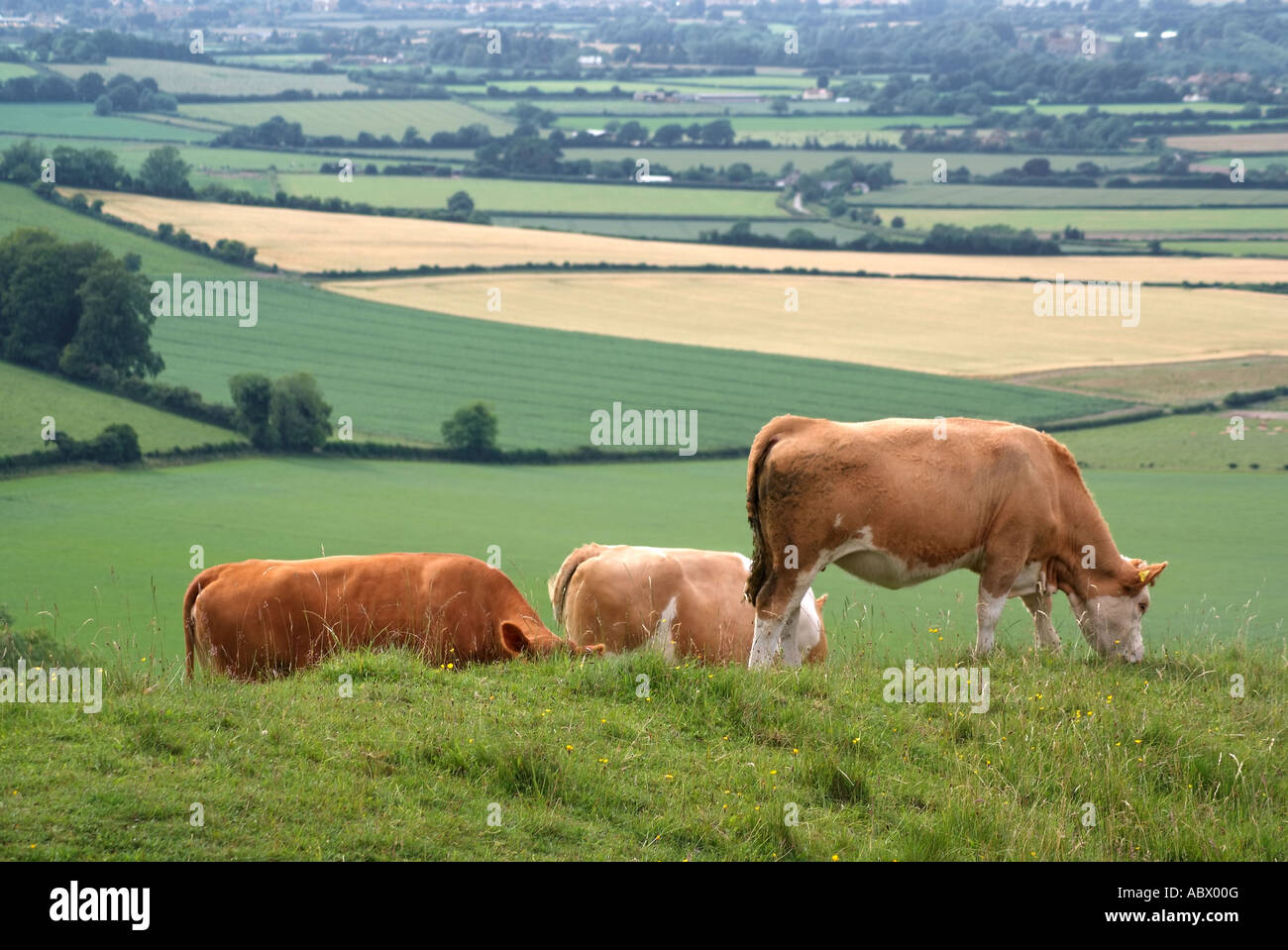 El ganado doméstico en la zona rural de Dorset. Inglaterra. UK Foto de stock