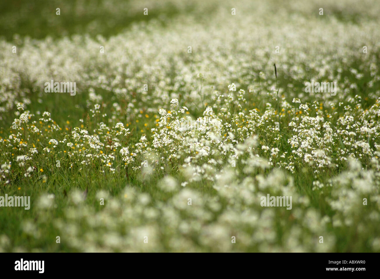 Pradera llena de flores blancas, campo polaco Fotografía de stock - Alamy