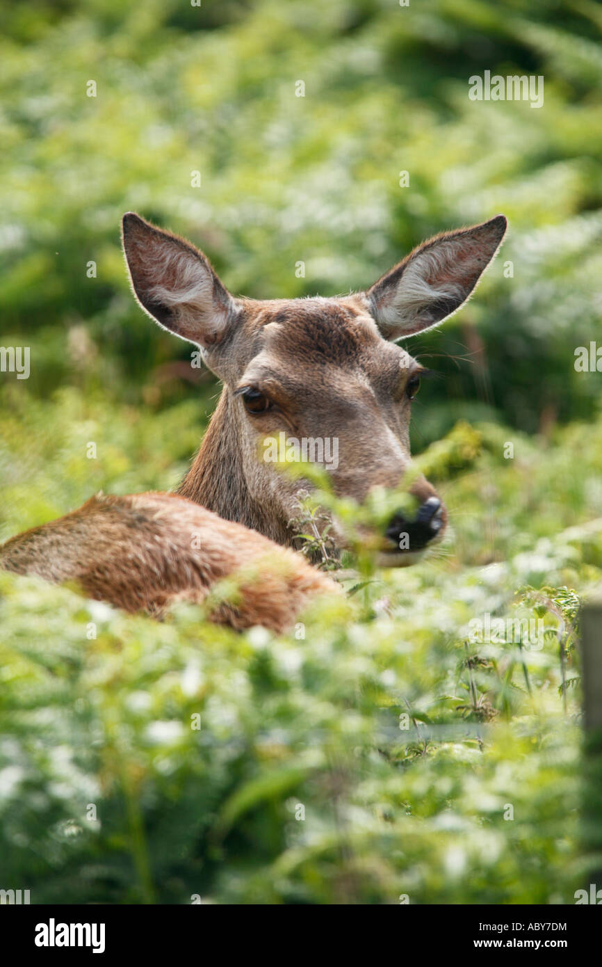 Hind, ciervo rojo Cervus elaphus Foto de stock