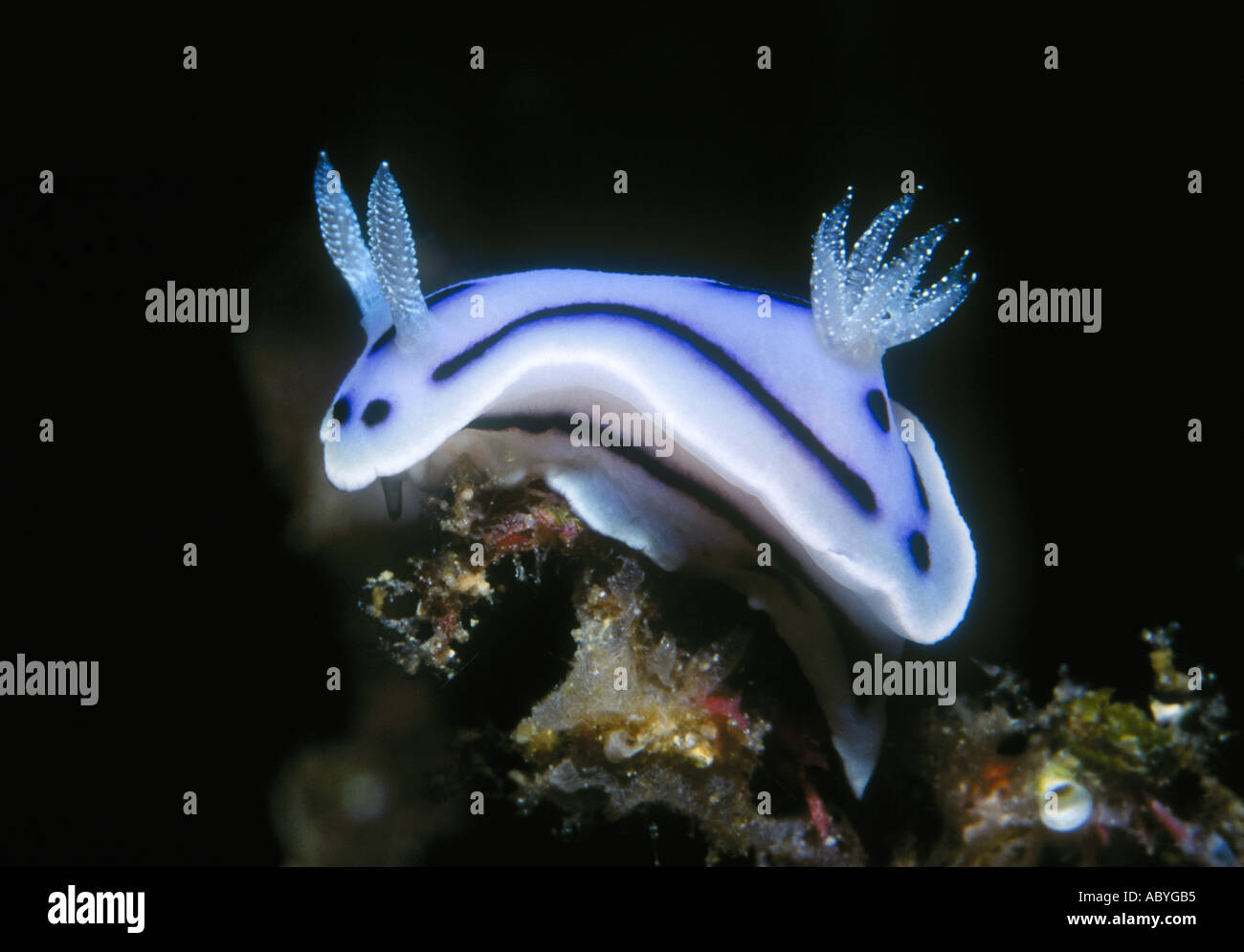 Nudibranch Chromodoris willani Foto de stock