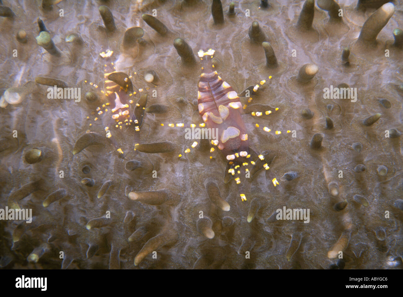 Macho y hembra ocultos comensales Corallimorph Camarones, Pliopontonia furtiva, Amplexidiscus fenestrafer Foto de stock