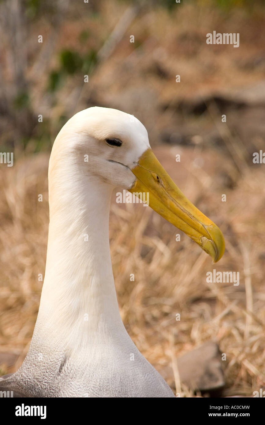 Cabeza de albatros Foto de stock