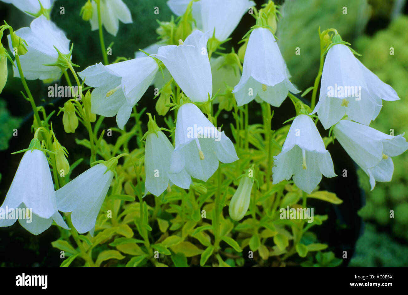 Campanula cochlearifolia var. 'White Baby', Bellflower, flores blancas, plantas de jardín, Alpine campanulas bellflowers plantas florales Foto de stock
