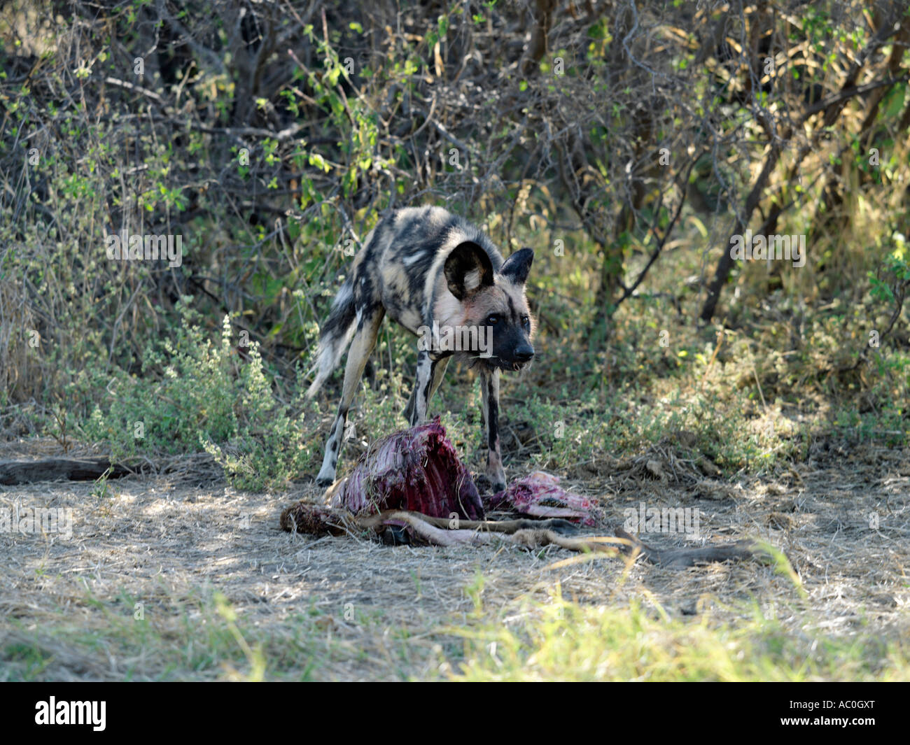 Un perro salvaje en su matar cerca del río Kwai en la esquina noreste de la Moremi Game Reserve Foto de stock