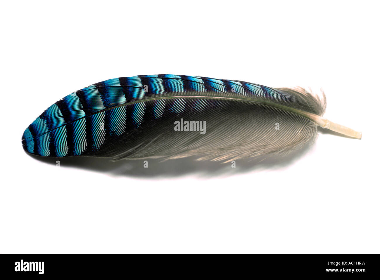 Jay bird feather, close-up Foto de stock