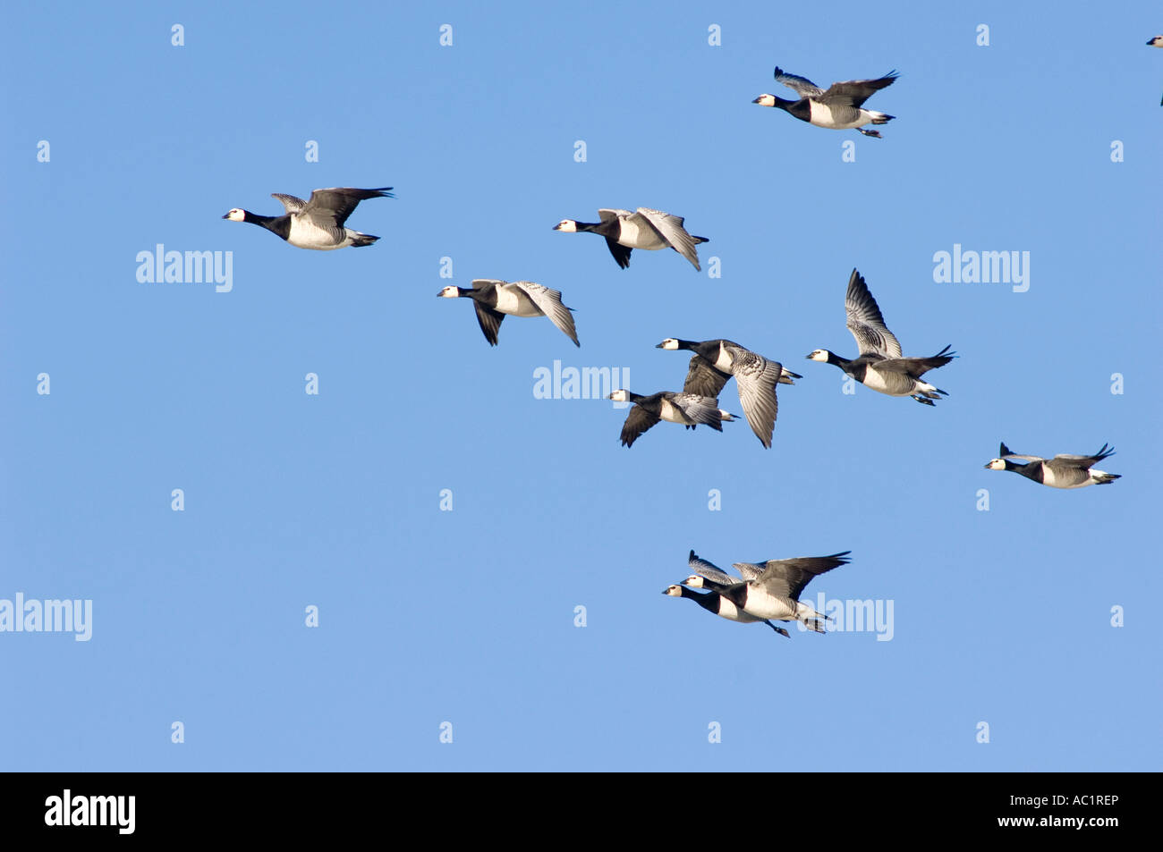 Volando Barnacle gansos Foto de stock