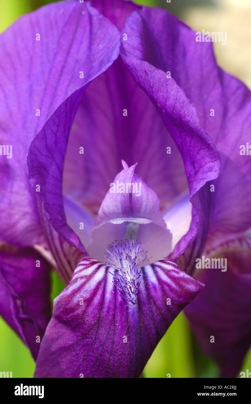 Iris graeberiana Foto de stock