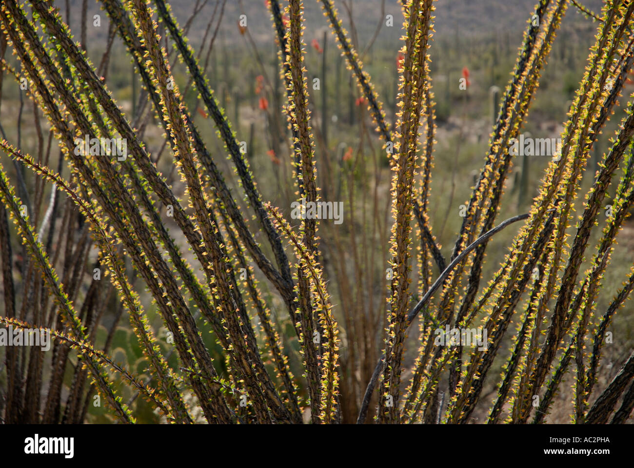 Ocotillo, Fonquieria splendens, tallos con retroiluminación ocotillo flores rojas, el Desierto de Sonora, en el suroeste de EE.UU. Foto de stock