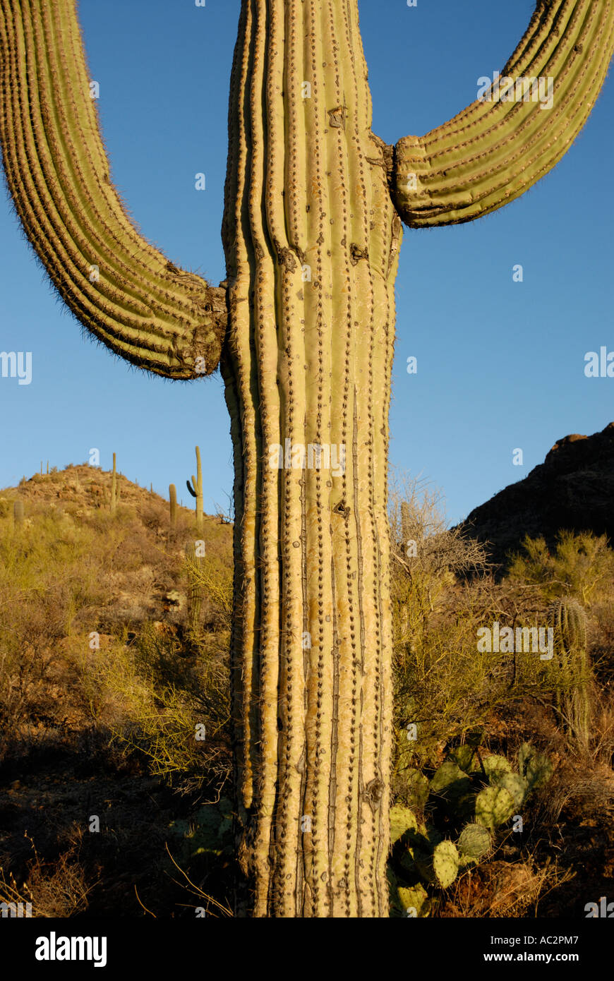 Cactus Saguaro, Carnegiea gigantea, con dos brazos, fondo montañoso desierto Sonoran Desert, sudoeste de EE.UU. Foto de stock