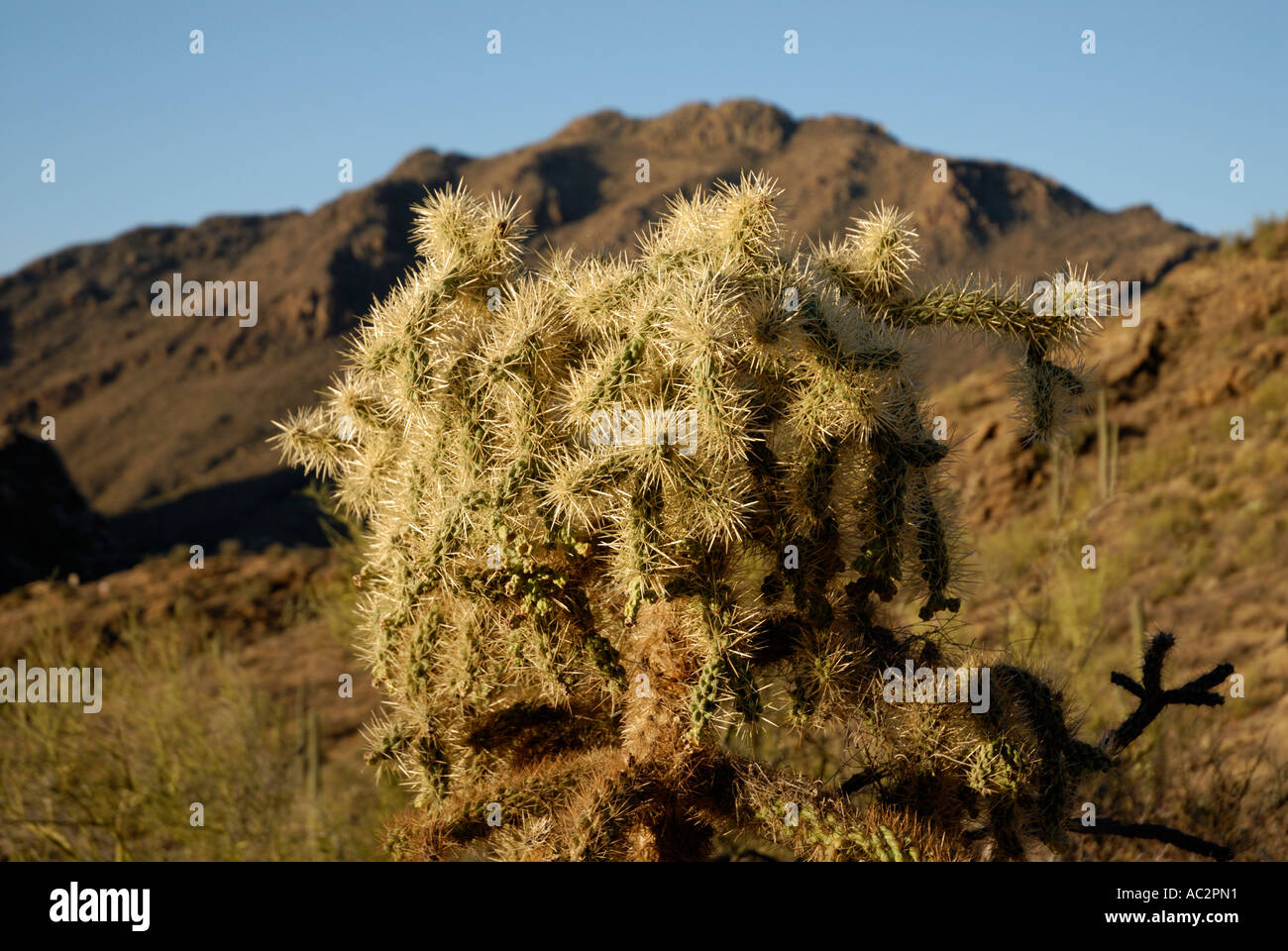 Cholla cactus Opuntia sp, montañas como telón de fondo, el desierto de Sonora, suroeste americano Foto de stock