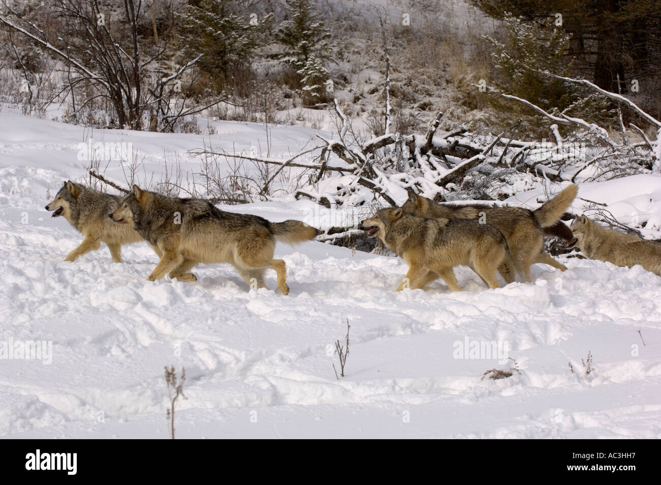 Lobo gris American Canis lupis Pack jugando en la nieve fotografiado en EE.UU. Foto de stock