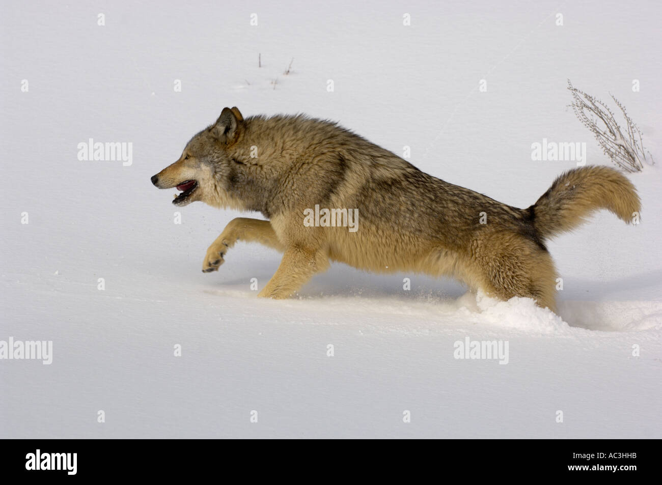 Lobo gris American Canis lupis ejecutando en nieve fotografiado en EE.UU. Foto de stock