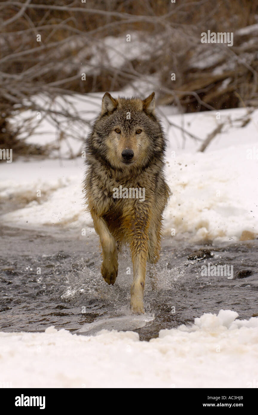 Lobo gris American Canis lupis correr en stream fotografiado en EE.UU. Foto de stock
