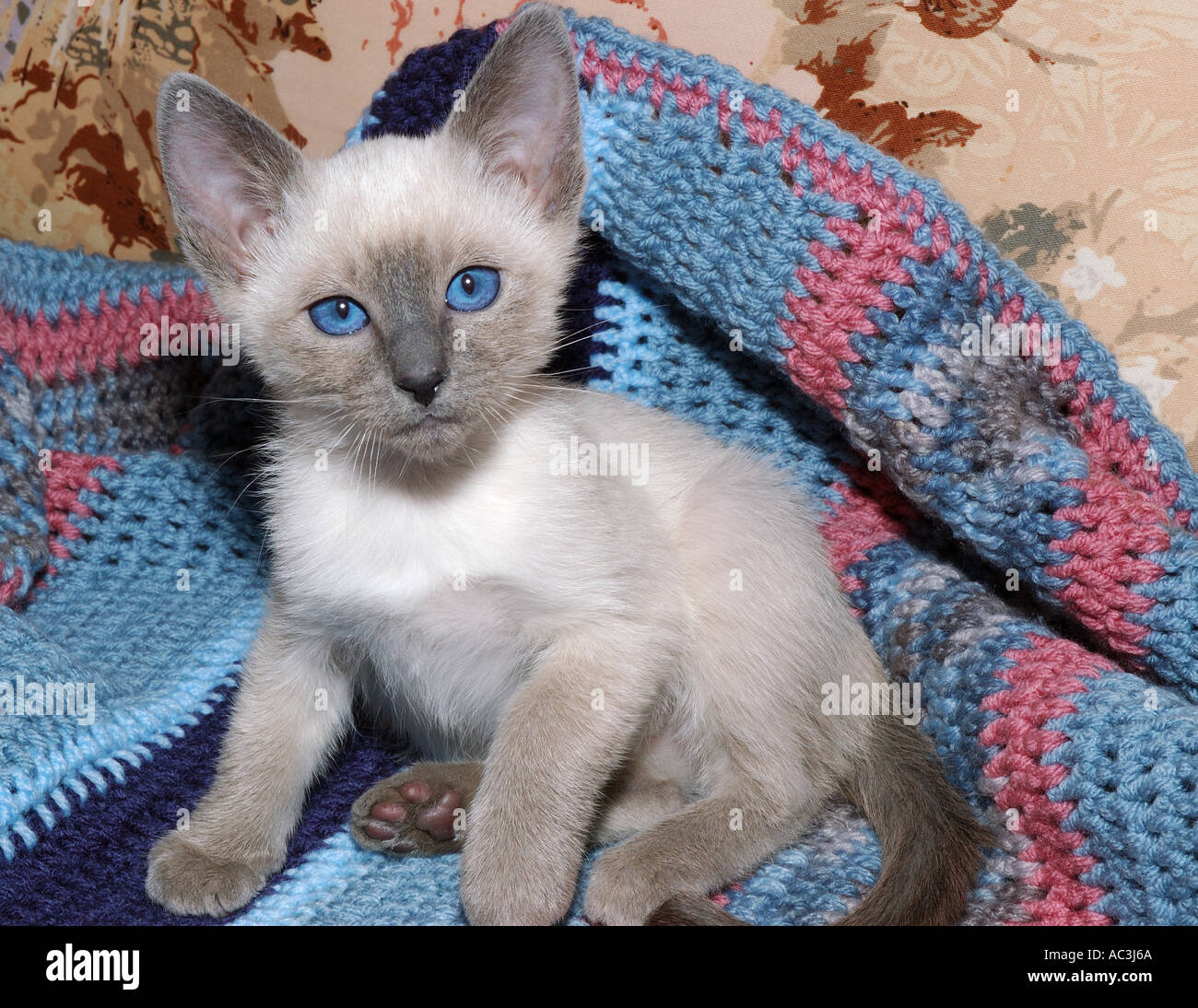 Lindo bebé de dos meses siameses blue point gatito gato mascota sobre una  manta Fotografía de stock - Alamy