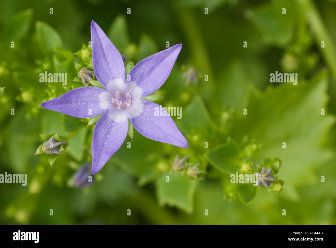 Flor en forma de estrella fotografías e imágenes de alta resolución - Alamy