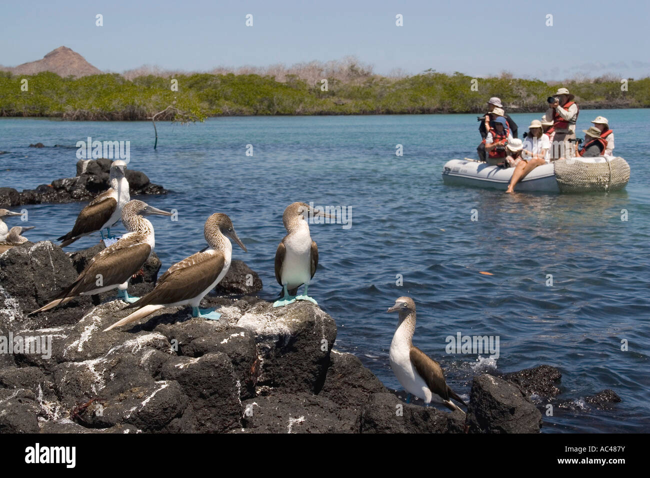 Los turistas fotografiando piqueros de patas azules de lúgubres en las Islas Galápagos Foto de stock
