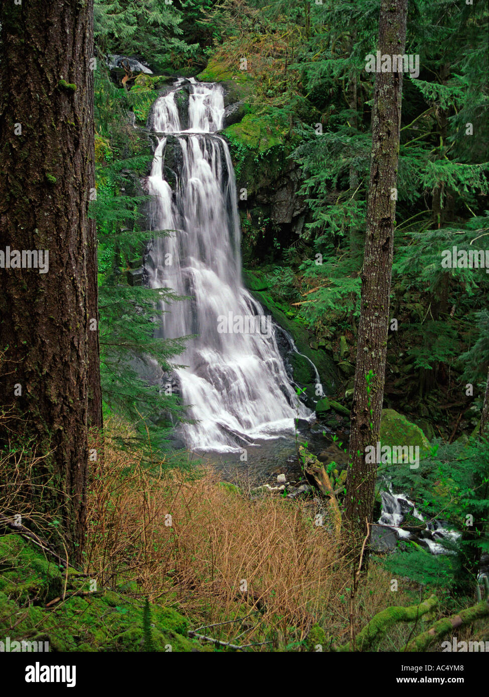 Kentucky superior cae en Siuslaw National Forest. El Condado de Douglas, Oregon, USA. Foto de stock