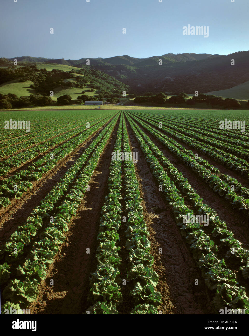 Un campo de mantequilla fotografías e imágenes de alta resolución - Alamy