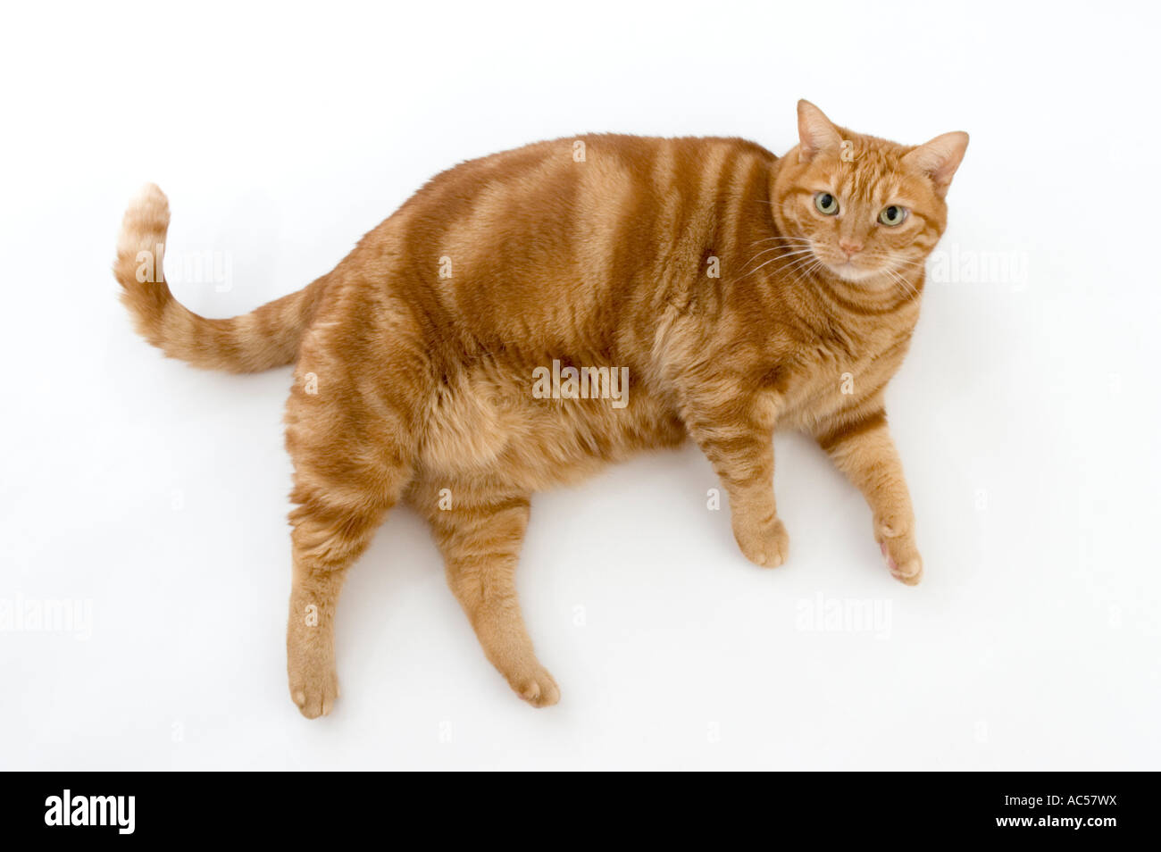 Gato gordo rojo naranja atigrado fotografías e imágenes de alta resolución  - Alamy