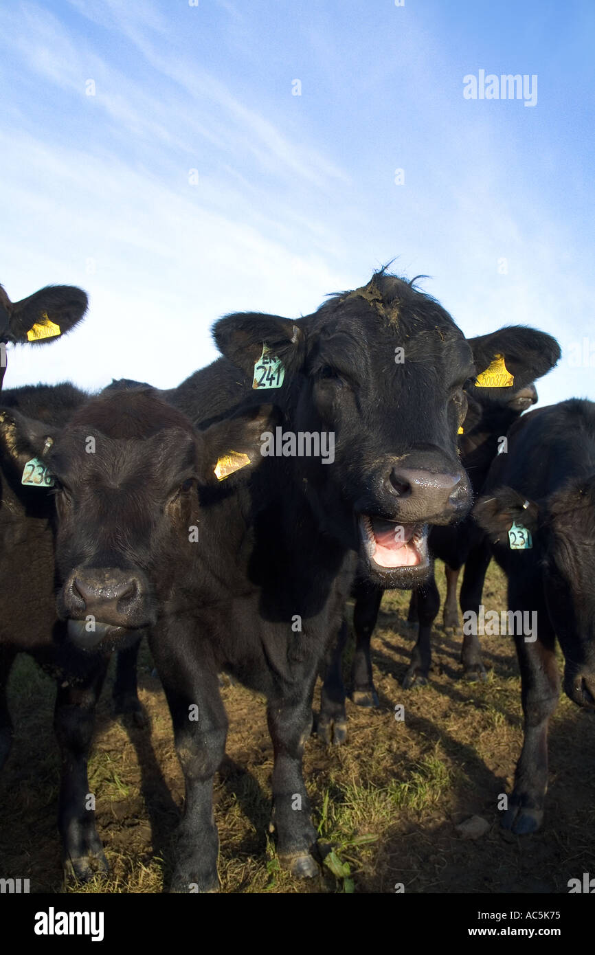 dh Aberdeen Angus vacas ganado vacuno Reino Unido Escocés joven manada de vaca negro cara cerca de escocia ganado Foto de stock