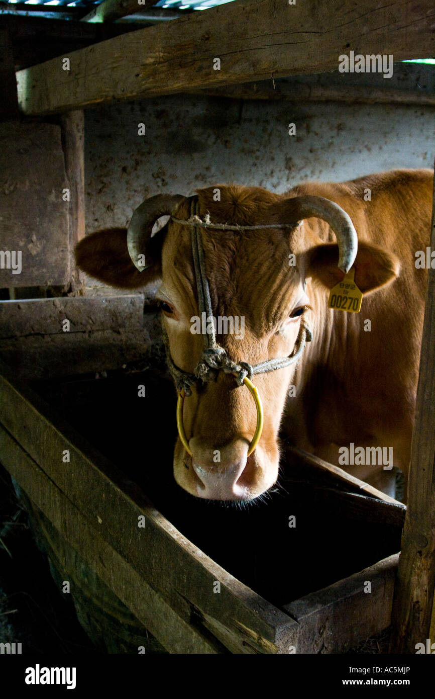 Dirección de vaca ganado en Corea del Sur de la provincia Chungcheongbuk Do Foto de stock
