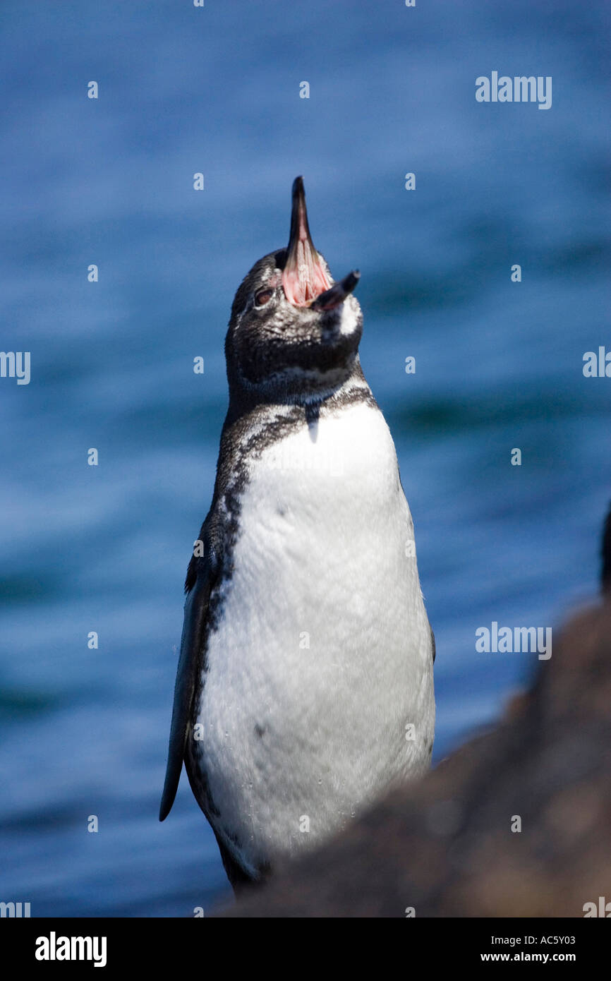 Pingüino DE GALÁPAGOS Galápagos llamada mendiculus Sphensicus América del Sur Foto de stock